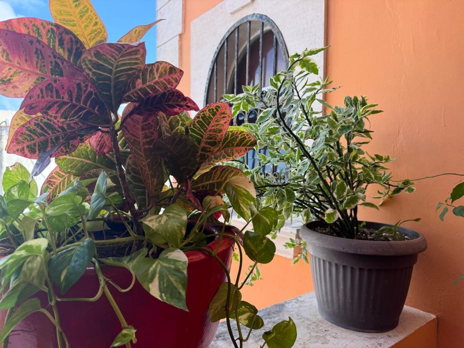 Hotel Casa Mallorca Канкун Екстер'єр фото
